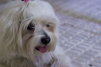 Close-up portrait of dog