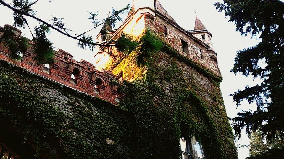 building exterior, architecture, built structure, tree, low angle view, no people, sky, outdoors, growth, day, nature