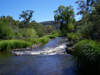 Scenic view of river amidst trees against clear sky