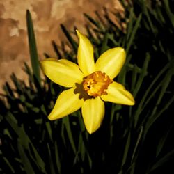 Close-up of honey bee on flower