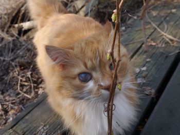 Portrait of cat sitting outdoors