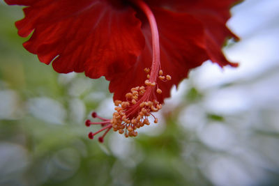 Close-up of red hibiscus blooming outdoors