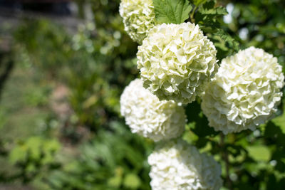 Close-up of flowers blooming outdoors