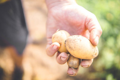 Close-up of man holding potato