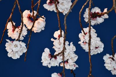 Low angle view of cherry blossoms against sky