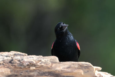 Close-up of bird perching on rock