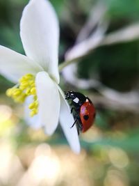 Close-up of ladybug on flower