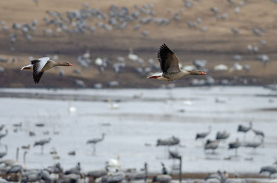 Seagulls flying over sea