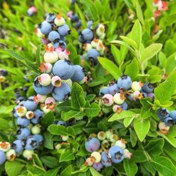 Close-up of berries growing on plant