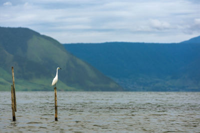 Bird perching on wooden post in sea against mountains