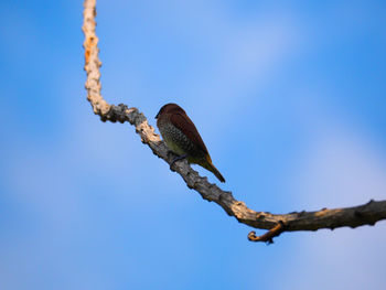 Low angle view of lizard on tree against sky