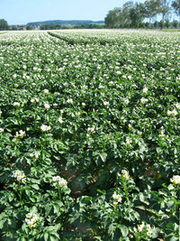 Scenic view of flowering plants on field against sky