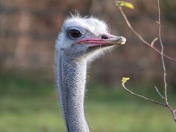 Close-up portrait of ostrich