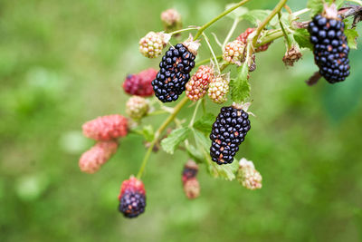 Close-up of berries growing on plant