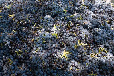 High angle view of grapes