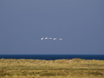 View of birds flying over land against sky