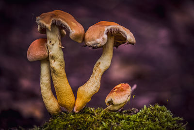 macro photography