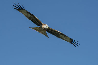 Low angle view of eagle flying against clear blue sky