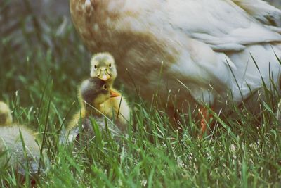 Duck in a field