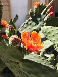 Close-up of red flower