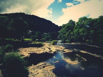 View of river passing through forest