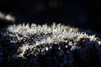 Close-up of frozen plants during winter