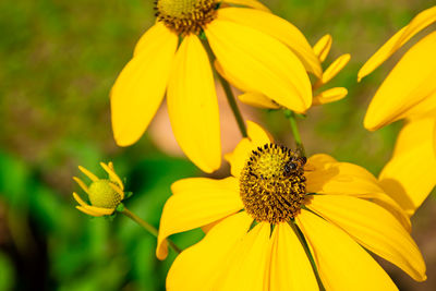 Close-up of yellow flowering plant