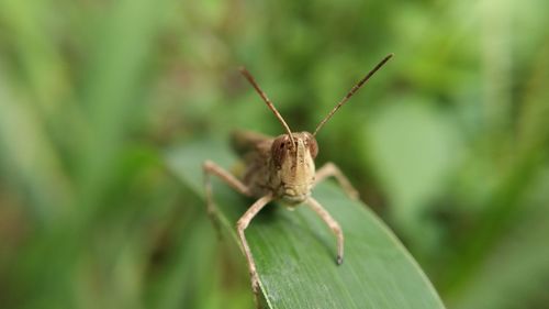 Close-up of insect on plant