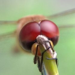 Close-up of insect