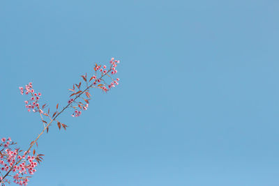 Low angle view of pink flowering plant against clear blue sky