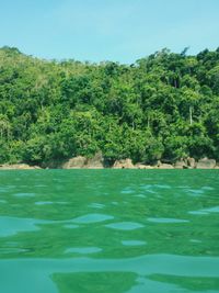 Scenic view of forest against clear sky