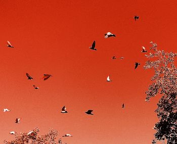 Birds flying in sky