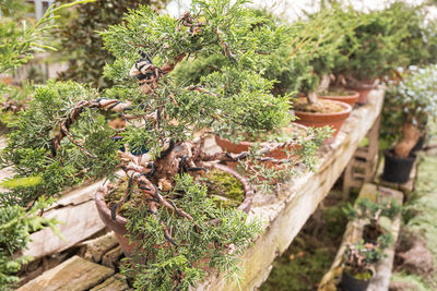 Close-up of plants