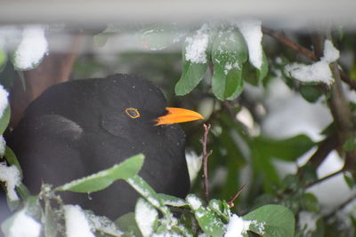 Close-up of a bird in snow