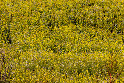 Full frame shot of fresh yellow flowering plants on field