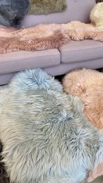 High angle view of dog resting on sofa at home