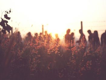 Plants growing on field at sunset