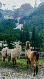 Herd of sheep on field