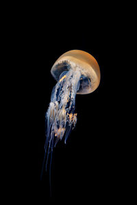 Close-up of jellyfish swimming in sea