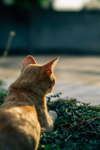 Close-up of a cat looking away