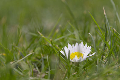 Close-up of white flowering plant on field