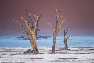 Deadvlei in namibia in amazing pastel colors