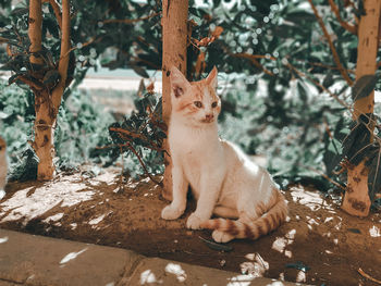 Portrait of ginger cat sitting outdoors