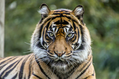 Close-up portrait of a tiger