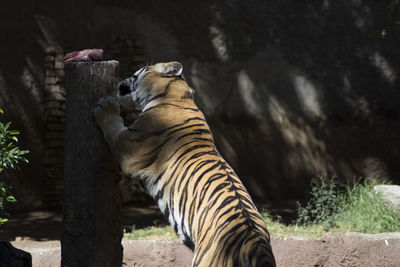 Close-up of giraffe in zoo