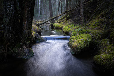 River flowing amidst trees in natural forest