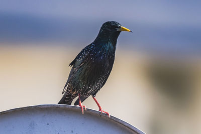Close-up of bird, starling
