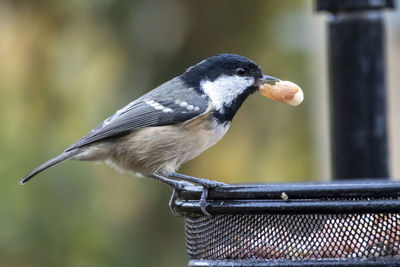 A coal finch with a peanut in its beak, just before flying back to its nest.