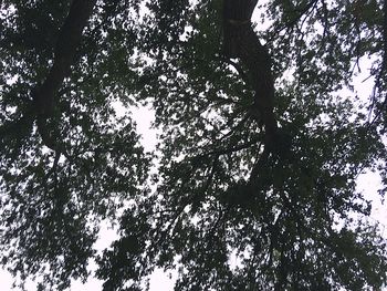 Low angle view of trees against sky