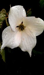 Close-up of white hibiscus flower blooming against black background